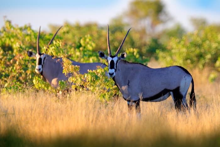 Meet the Gemsbok: a Stunning, Straight-Horned African Antelope