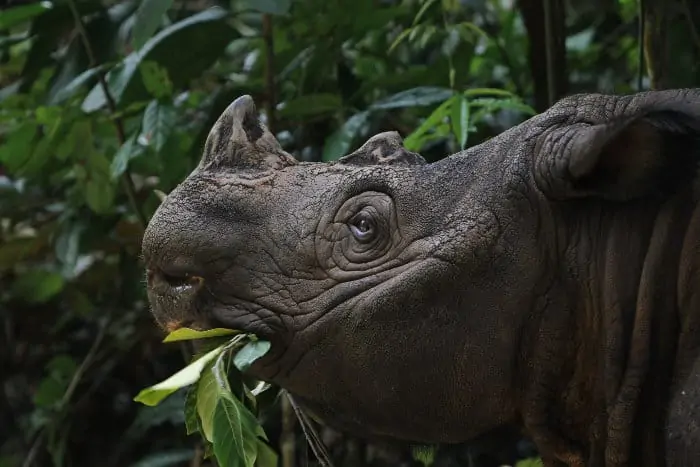 Sumatran rhinoceros portrait, munching on some leaves