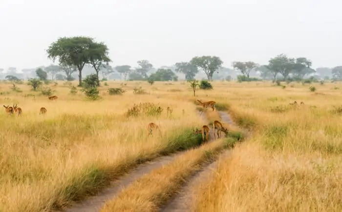 Ugandan kob scenery in Queen Elizabeth National Park