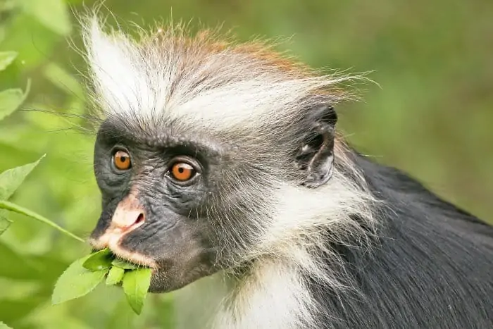 Zanzibar red colobus with a mouthful of leaves