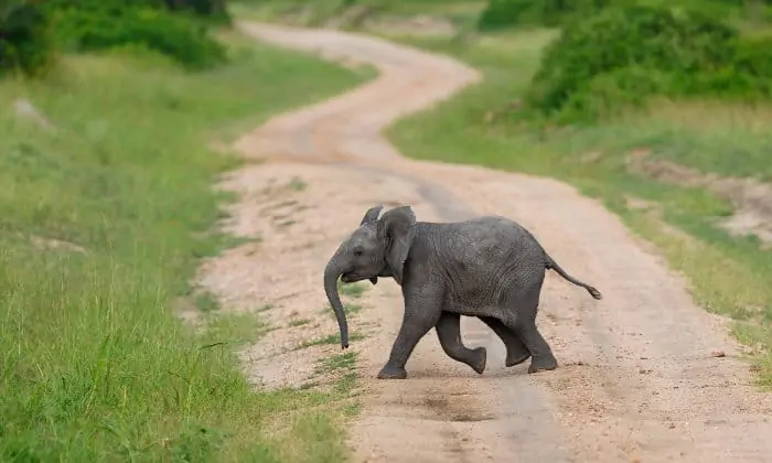 Baby elephant crossing the road in Queen Elizabeth Park, Uganda