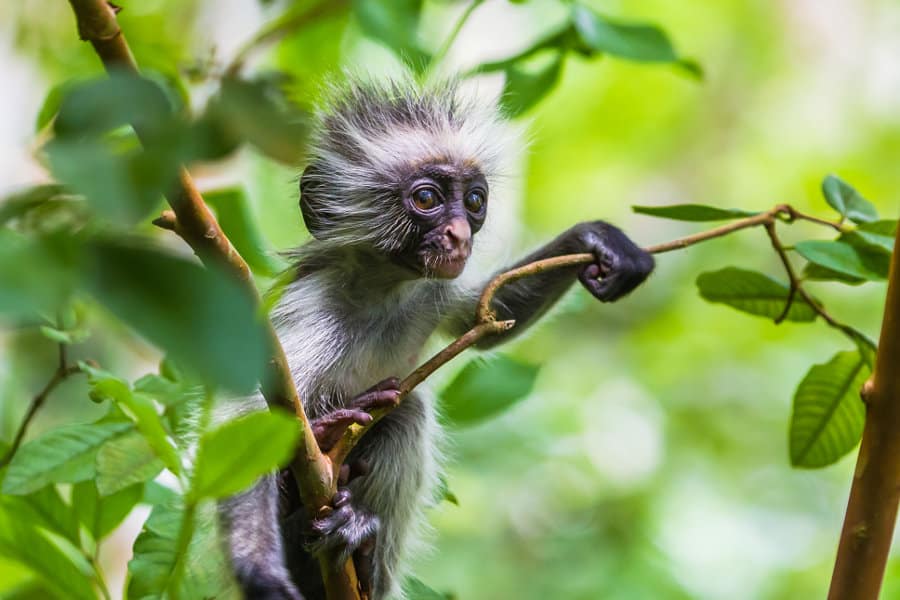 Korrekt I første omgang Frost Red Colobus Monkey - Where Do These Old-World Primates Live?
