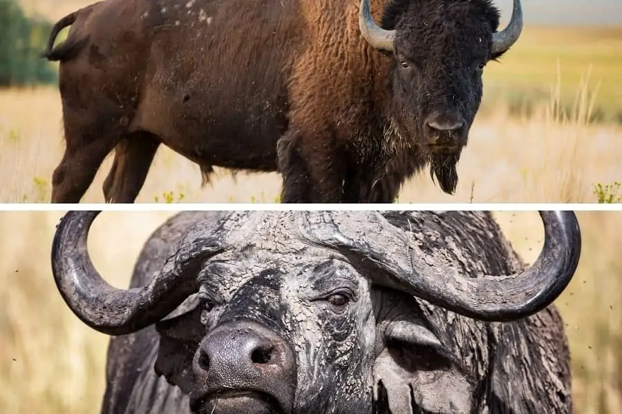 Difference between bison and buffalo