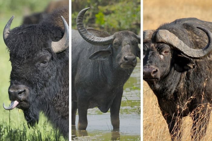 North American bison vs wild Asian water buffalo vs African (or Cape) buffalo