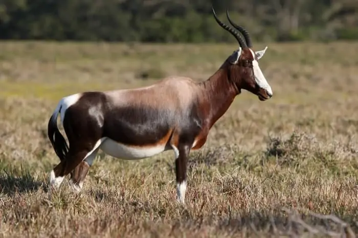 Bontebok antelope portrait, with distinctive white, black and brown markings