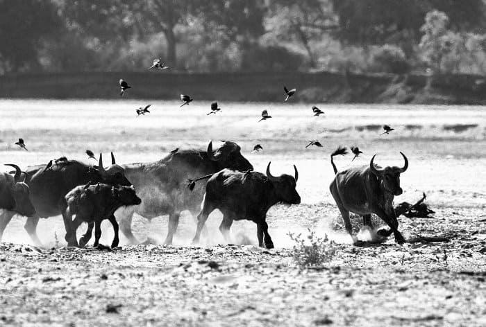 Buffalo herd in black and white, South Luangwa, Zambia