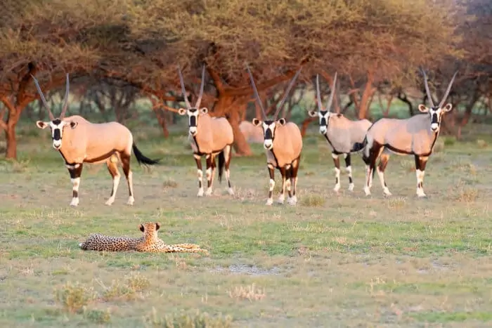 Herd of gemsbok facing a resting cheetah