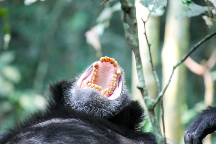 Common chimpanzee revealing its teeth, Kibale Forest, Uganda