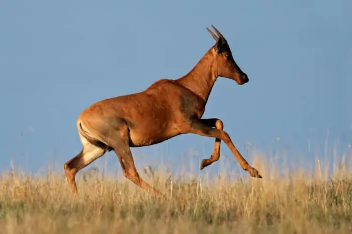 Common tsessebe running in trotting mode, South Africa