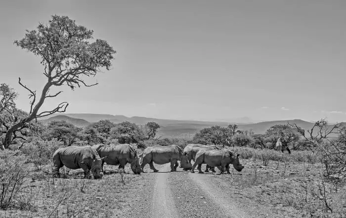 Crash of seven white rhinos crossing the road