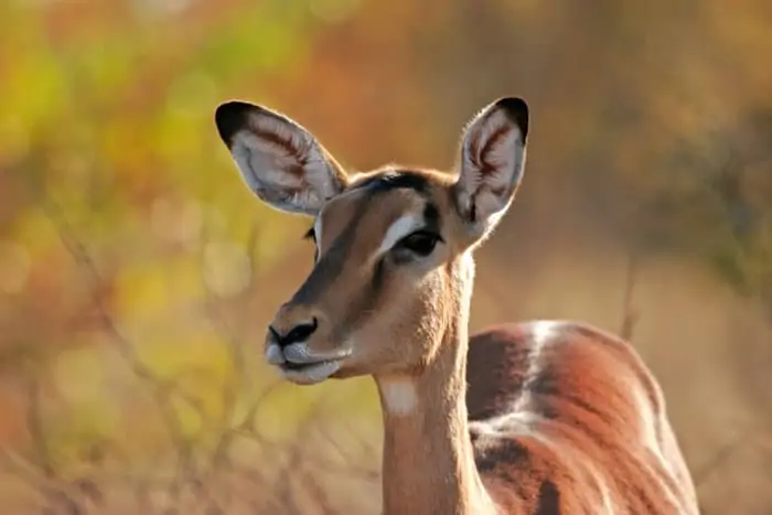Female impala portrait in Kruger National Park