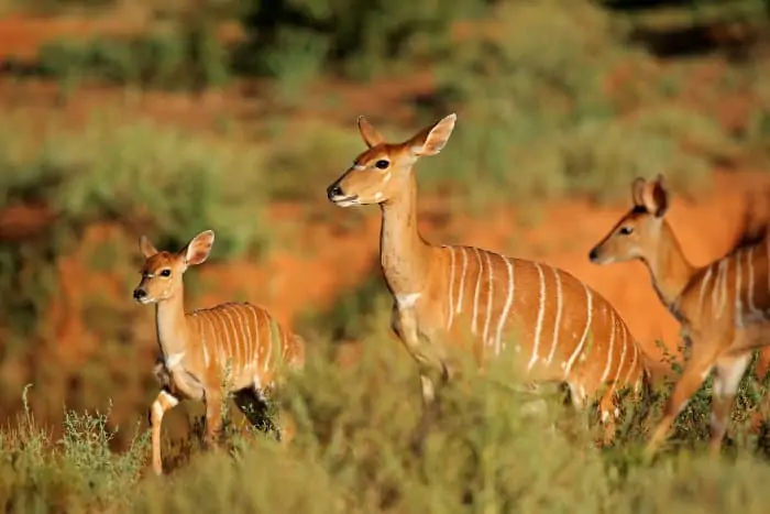 Female nyala and two youngsters