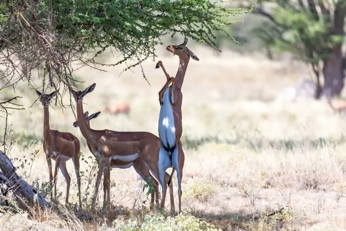 Gerenuk family resting under a tree, with one member feeding