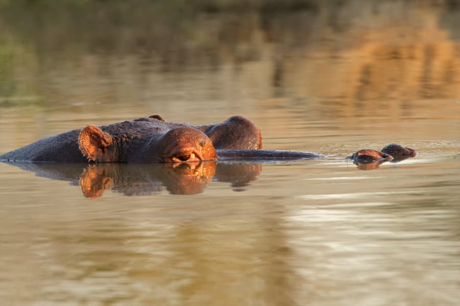 Hippo head almost completely submerged in water