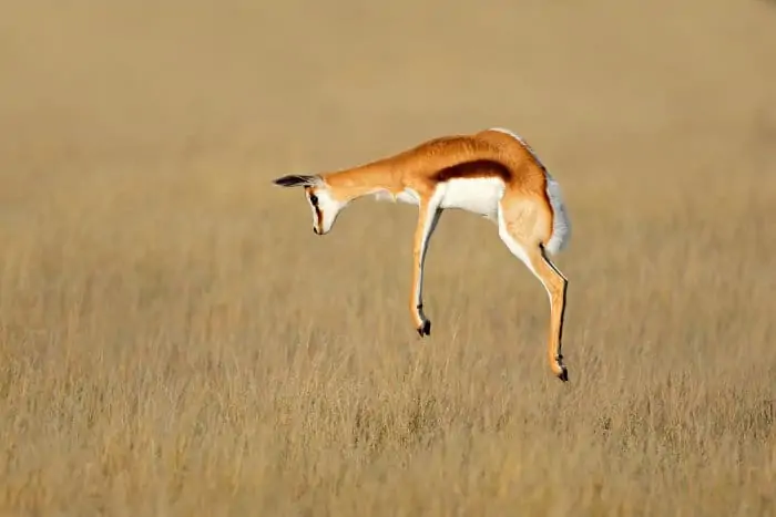 Young springbok jumping in the air, commonly known as 'pronking'