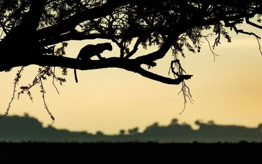 Leopard silhouette in a tree at sunrise, Serengeti National Park