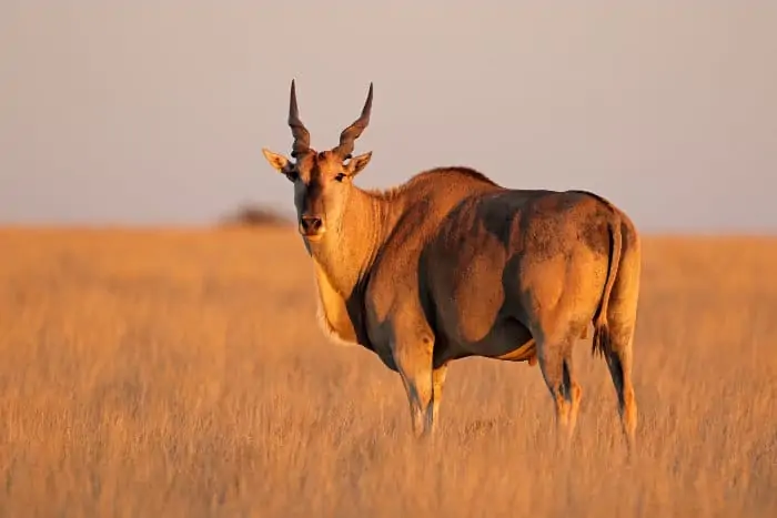 Male eland antelope portrait in Mokala National Park, South Africa