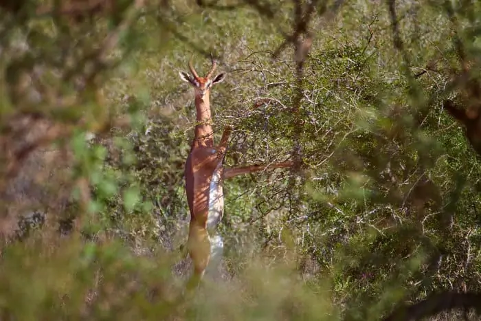 Male gerenuk standing on its hind legs to reach acacia leaves