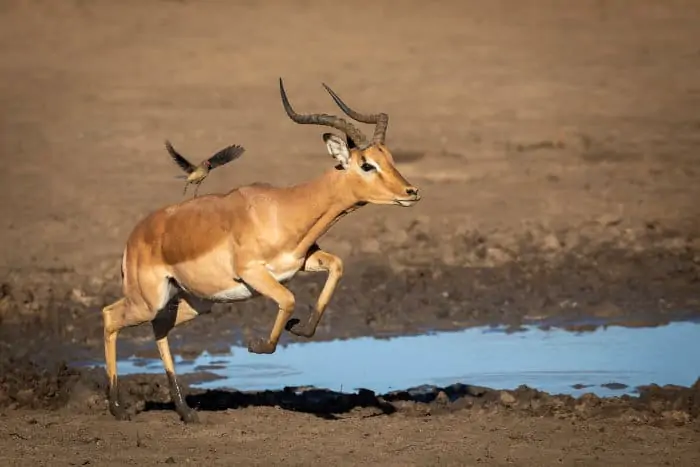Male impala in running motion, with muddy legs and an oxpecker on its back