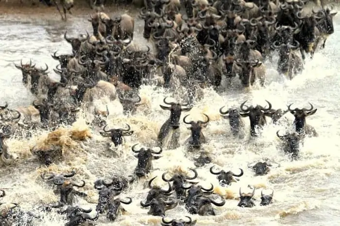 Mara river crossing during the wildebeest migration