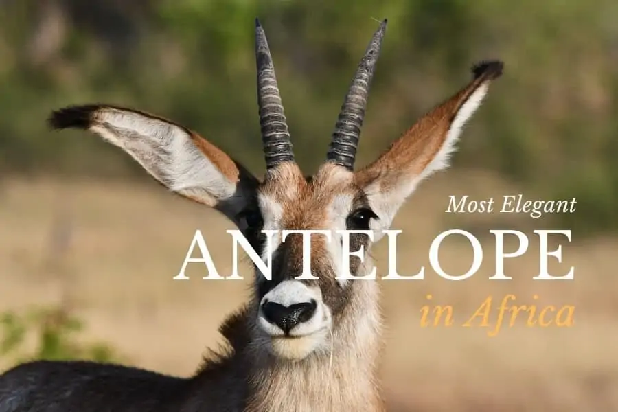 The most elegant antelope species in Africa