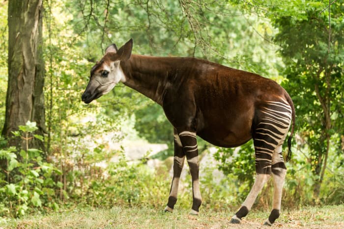 Sideview of an okapi, also known as the forest giraffe