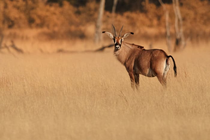 Female roan antelope having a dump, Hwange National Park, Zimbabwe