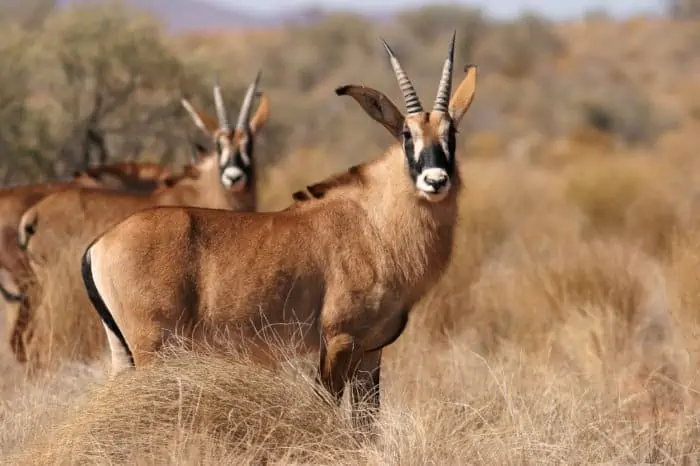 Two roan antelopes looking at the camera