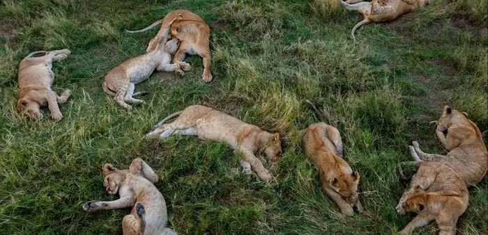 Lions laying in grass at Ruaha National Park