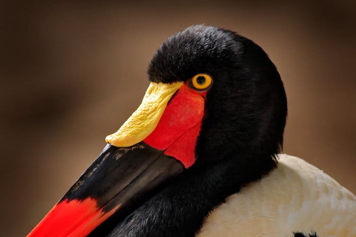 Female saddle-billed storks have yellow eyes and lack the wattle