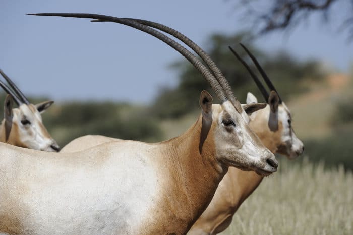 Scimitar oryx portrait (Oryx dammah)