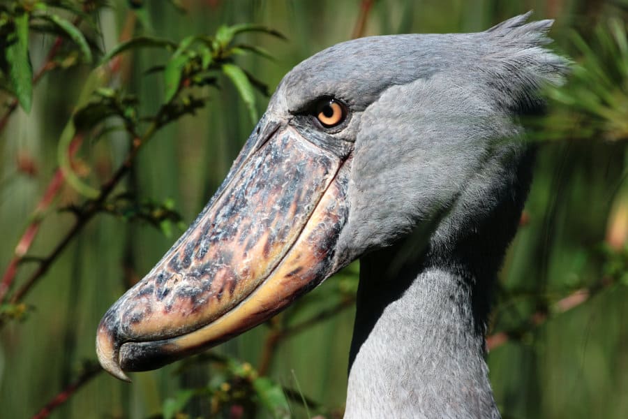 17 Amazing Facts About the Shoebill Stork: Sound, Size, Diet & More