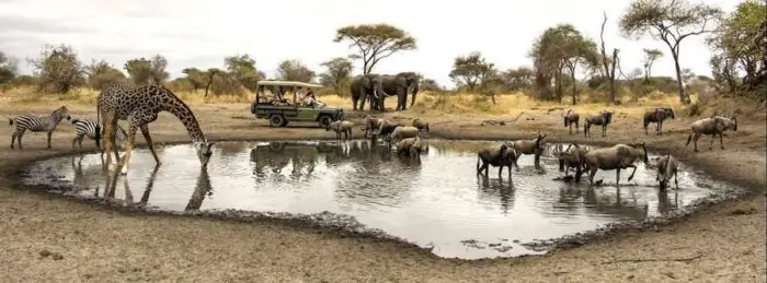 Giraffe, zebra, wildebeest and elephants drinking at a local waterhole
