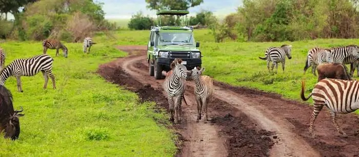 Zebra spotting on a game drive in Tanzania