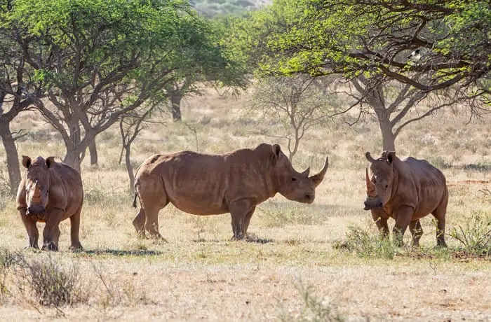 Herd of three white rhinos resting by a tree