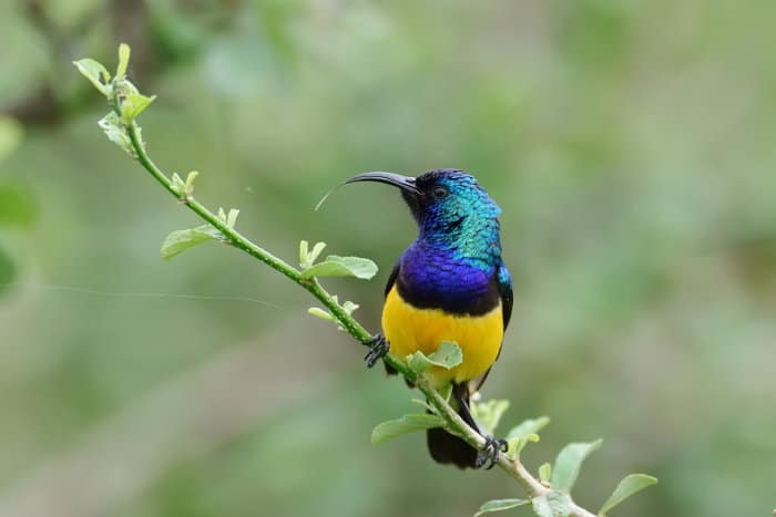 Variable sunbird with its tongue sticking out