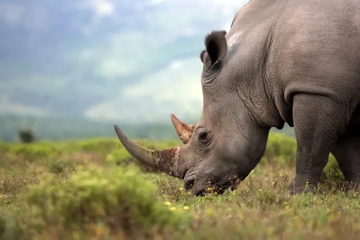 White rhino grazing, featuring its beautiful horns