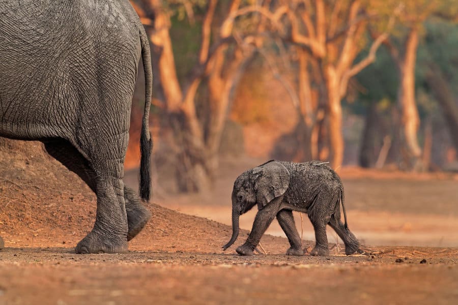 Tiny African elephant calf following its mother, Mana Pools, Zimbabwe