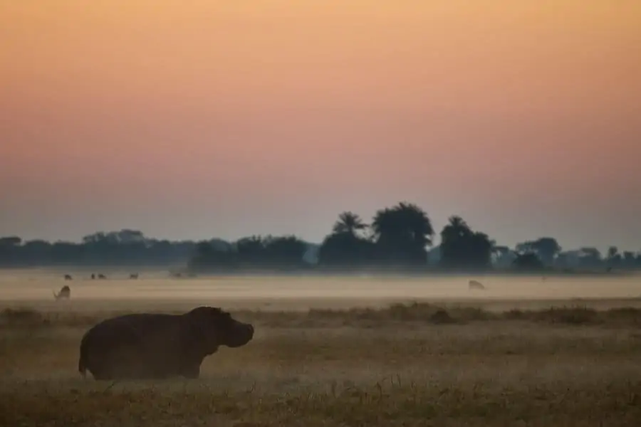 Hippo and red lechwe in the mist, Busanga plains, Kafue