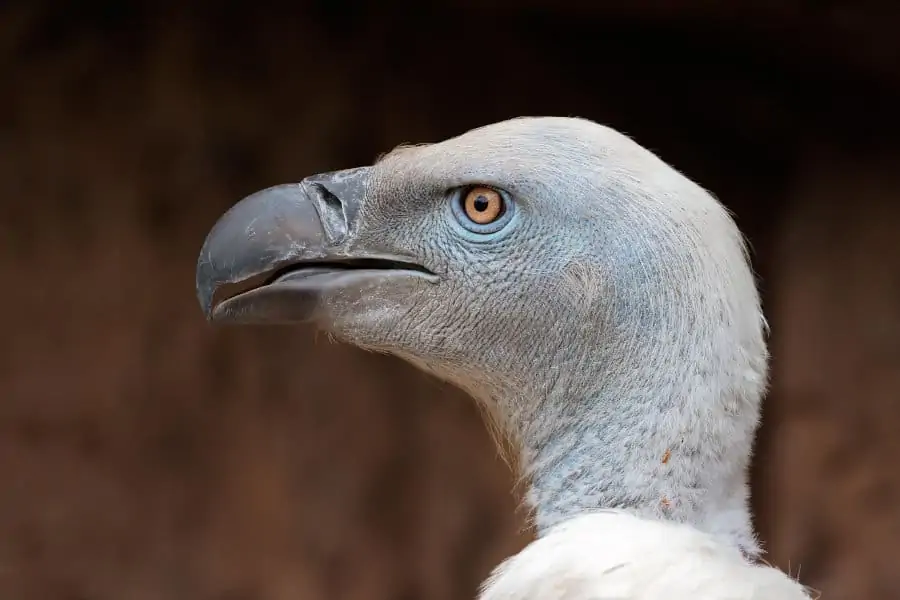 Cape vulture head shot portrait, with its unmistakable honey-coloured eye