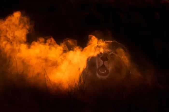 Black-maned lion roaring, with water vapour emanating from its body