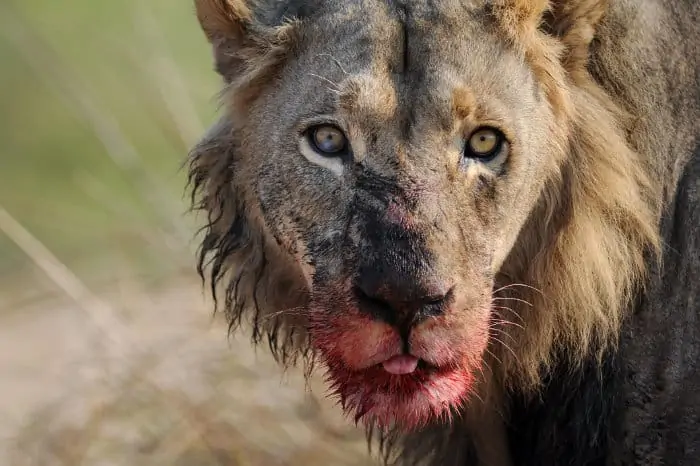 Bloody male lion with fresh kill, Moremi Game Reserve, Botswana