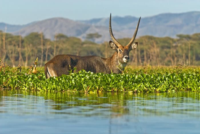 Male defassa antelope at Crescent Island, Lake Naivasha