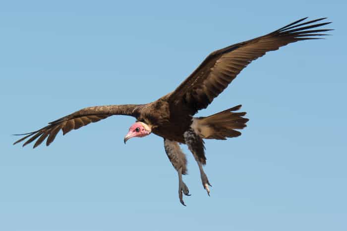 Hooded vulture in flight, about to land