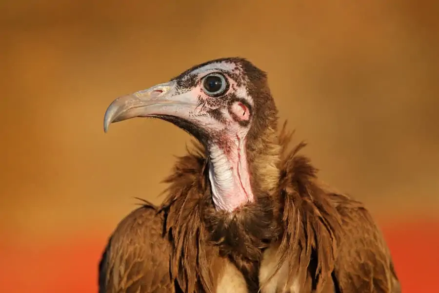 Hooded vulture portrait in perfect lighting