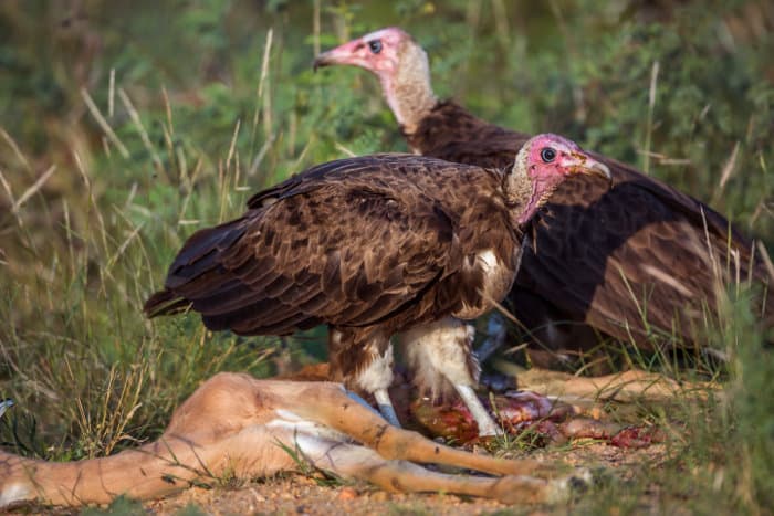 Two hooded vultures feeding off a dead impala