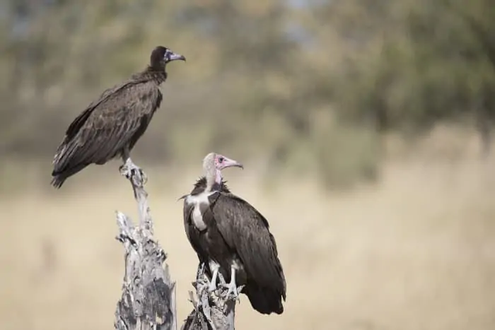 Perched hooded vultures around a Cape buffalo kill, Botswana