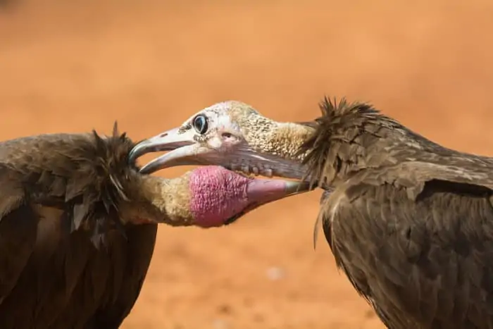 Hooded vultures preening each other