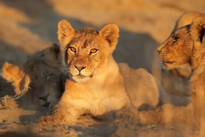 Lion cub in early morning light, Kalahari desert, South Africa