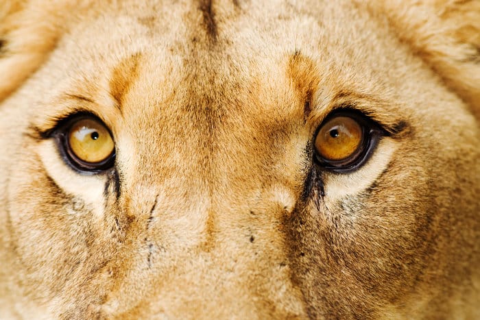 Close-up picture of a lioness' eyes
